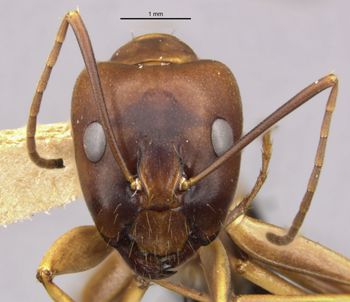 Media type: image;   Entomology 21492 Aspect: head frontal view